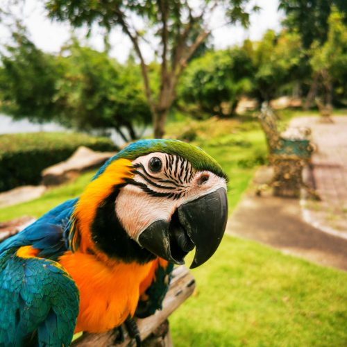 Vertical shot of a macaw parrot perched outdoors in a park during daylight