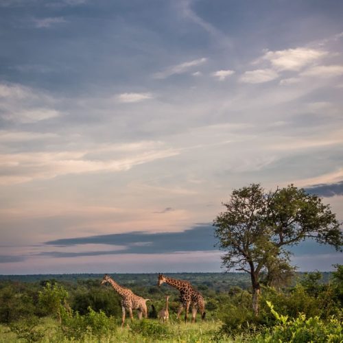 Kruger National Park Self Drive Safari